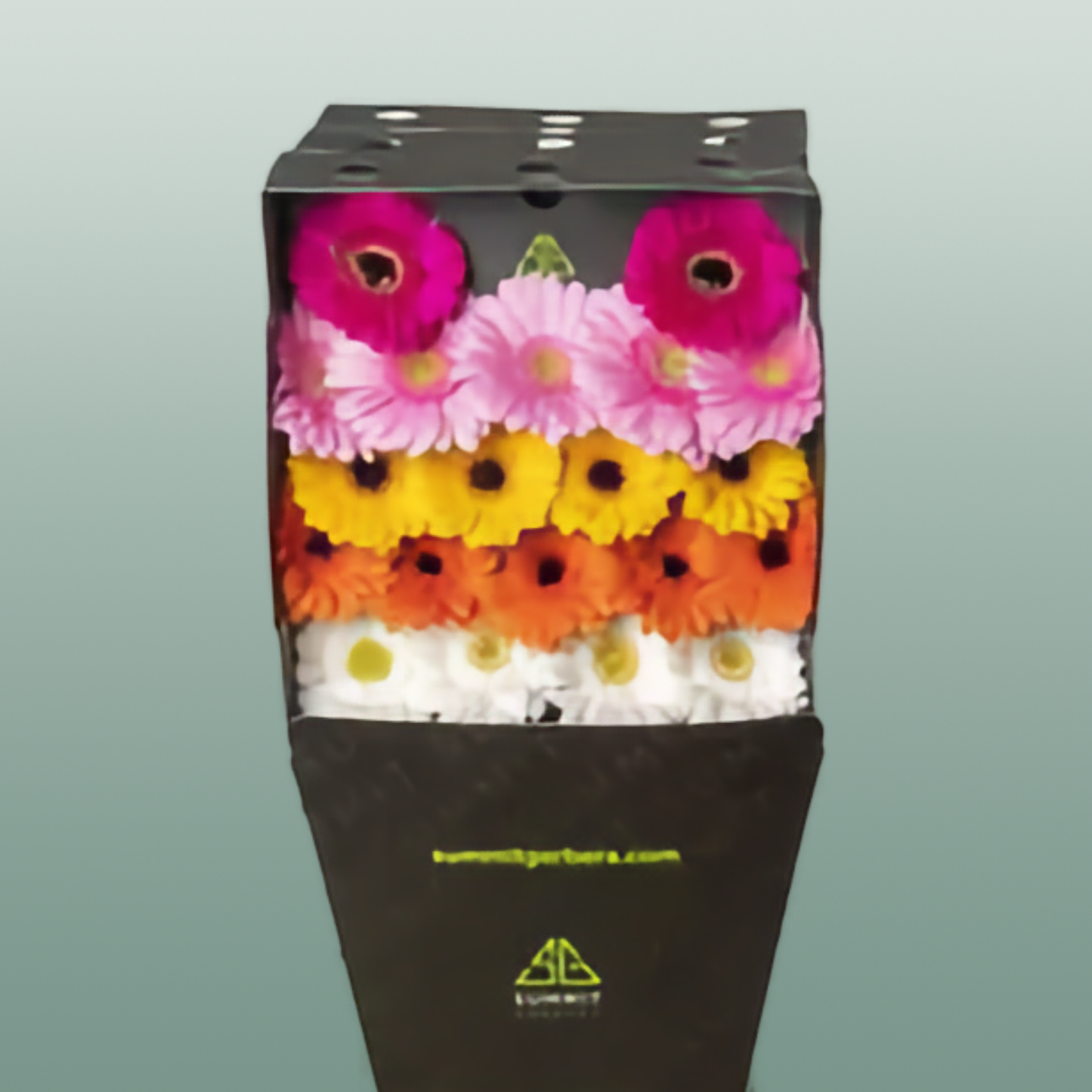 Germini Mixed (20 Stems)