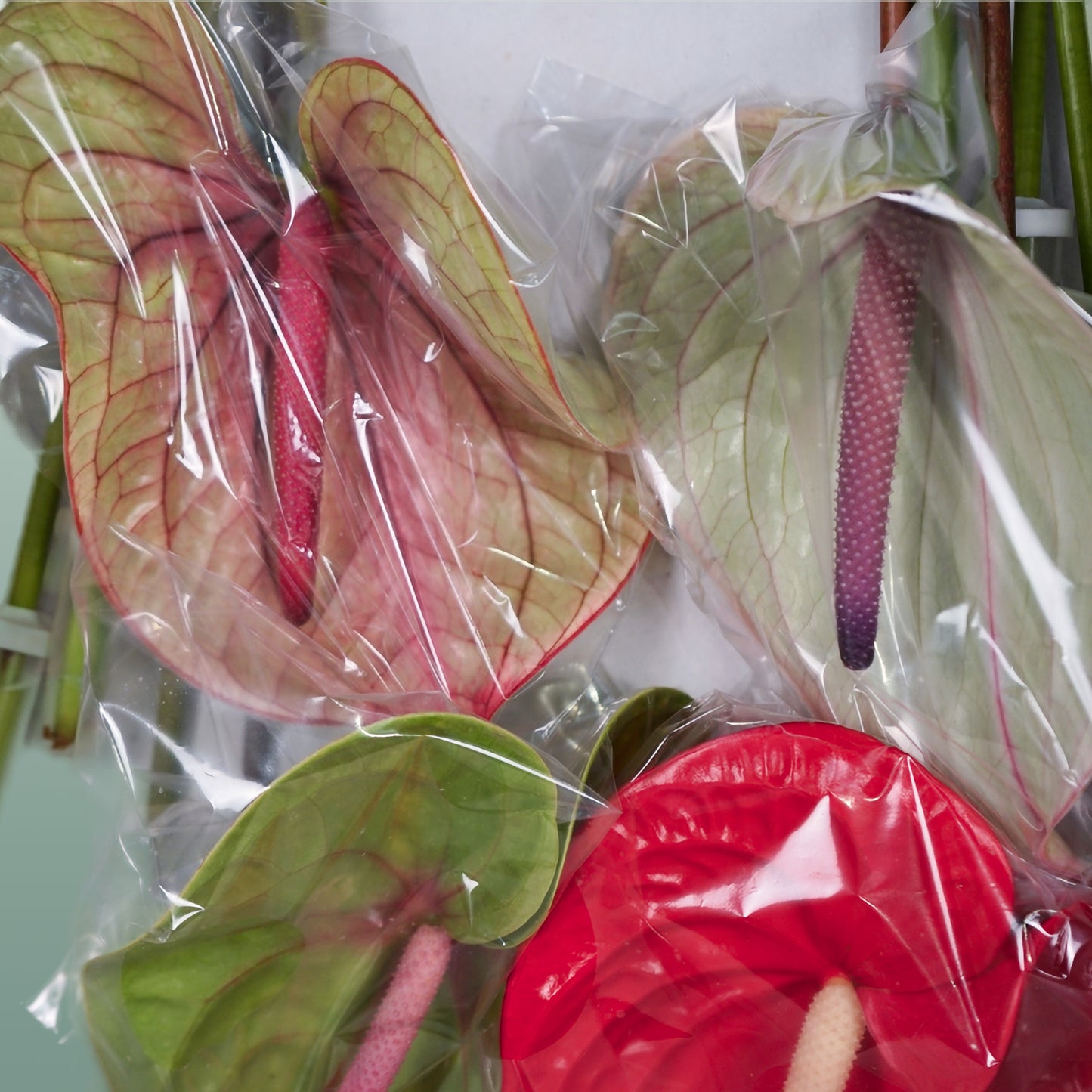 Anthurium Mix (10 Stems)