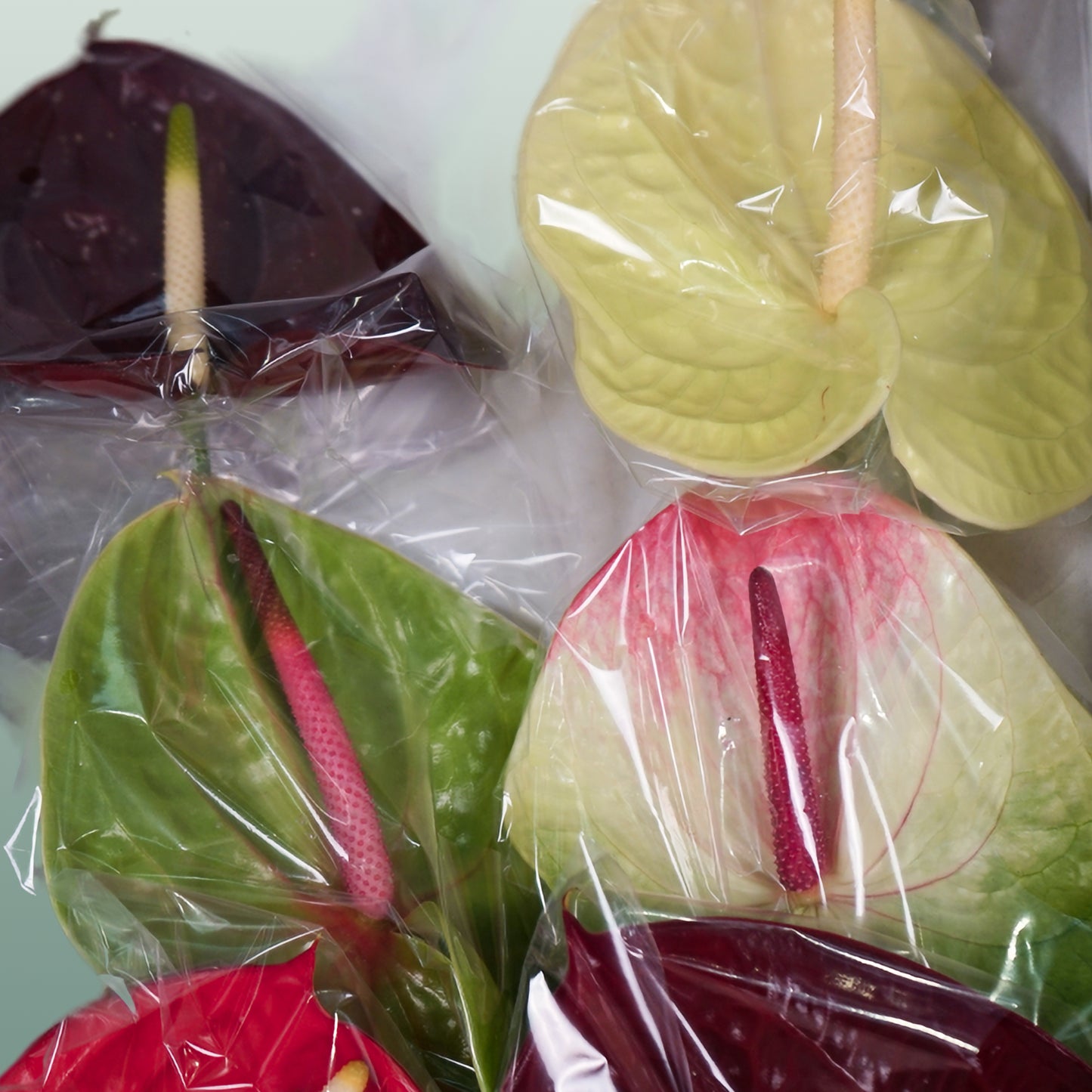 Anthurium Mix (10 Stems)