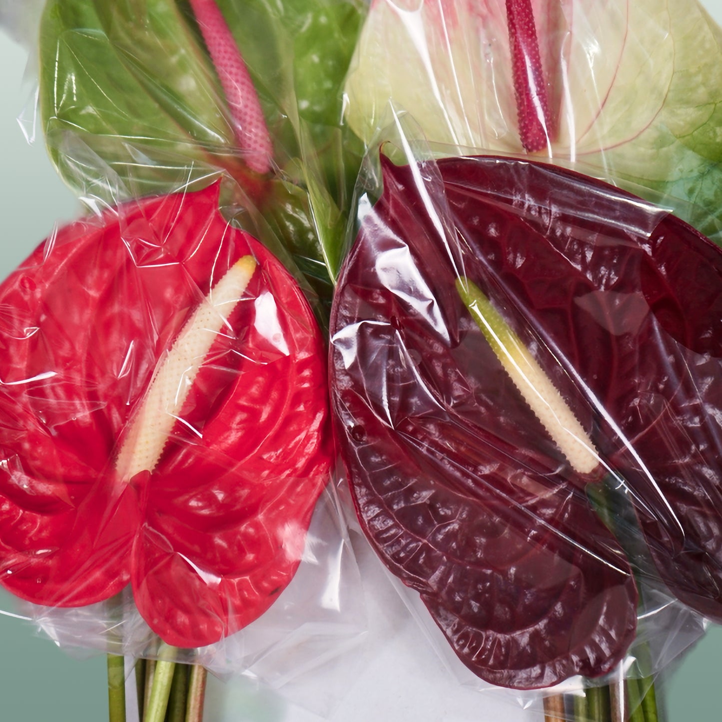 Anthurium Mix (10 Stems)