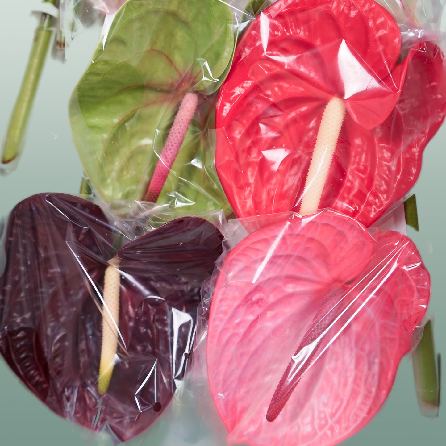Anthurium Mix (10 Stems)