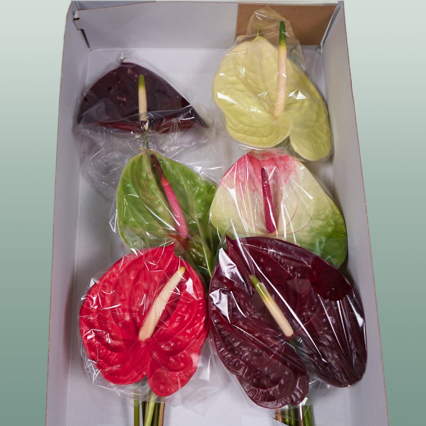 Anthurium Mix (10 Stems)