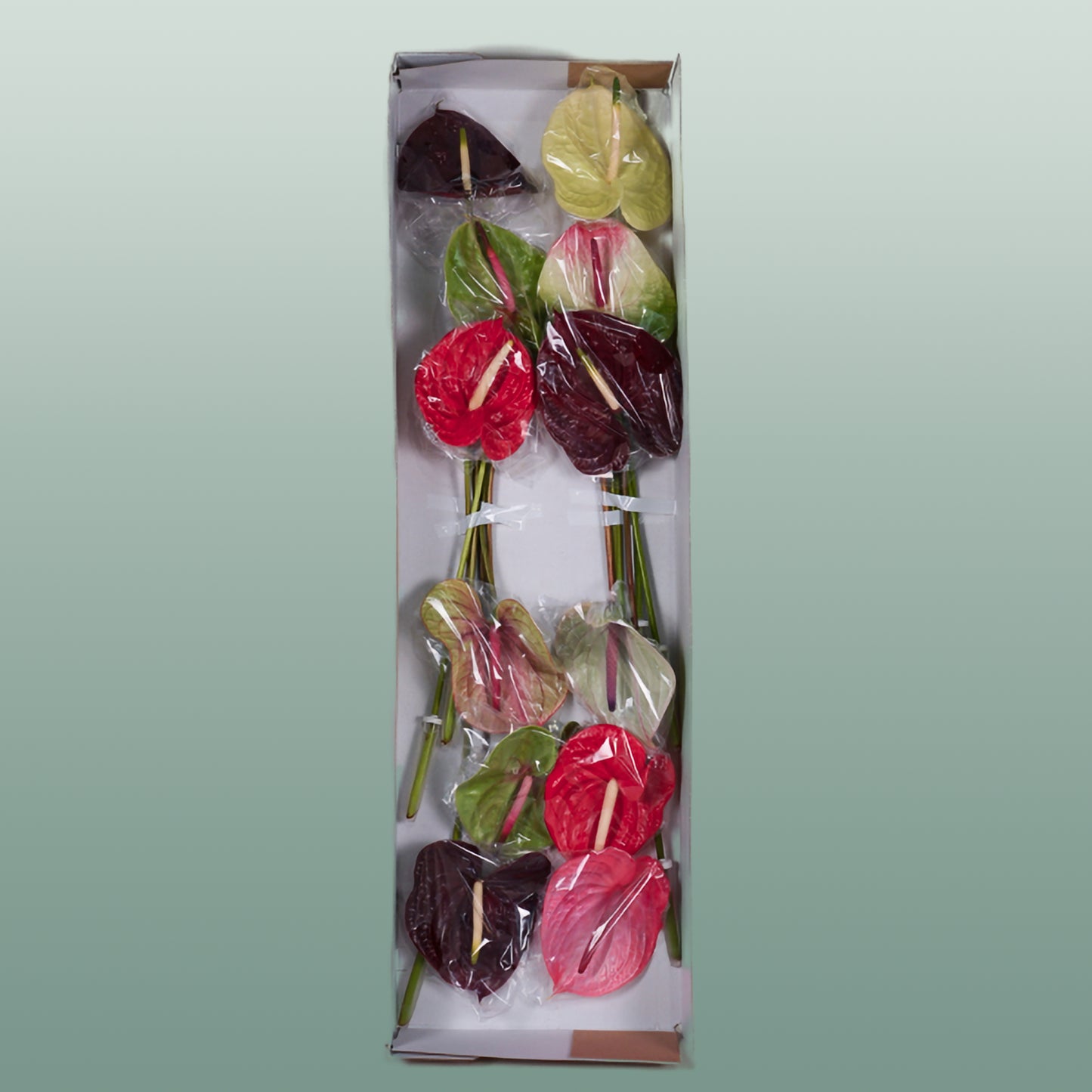 Anthurium Mix (10 Stems)