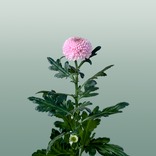 Chrysanthemum G Momoko