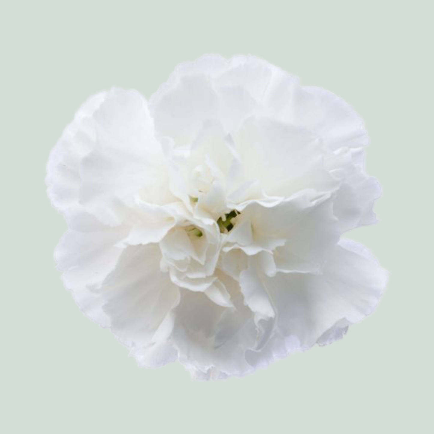 Carnation Standard Moonlight (20 Stems)