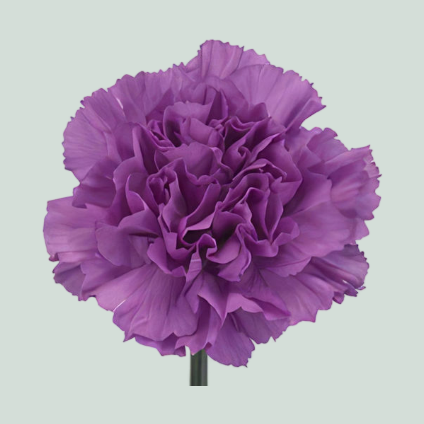 Carnation Standard Moonlite (20 Stems)