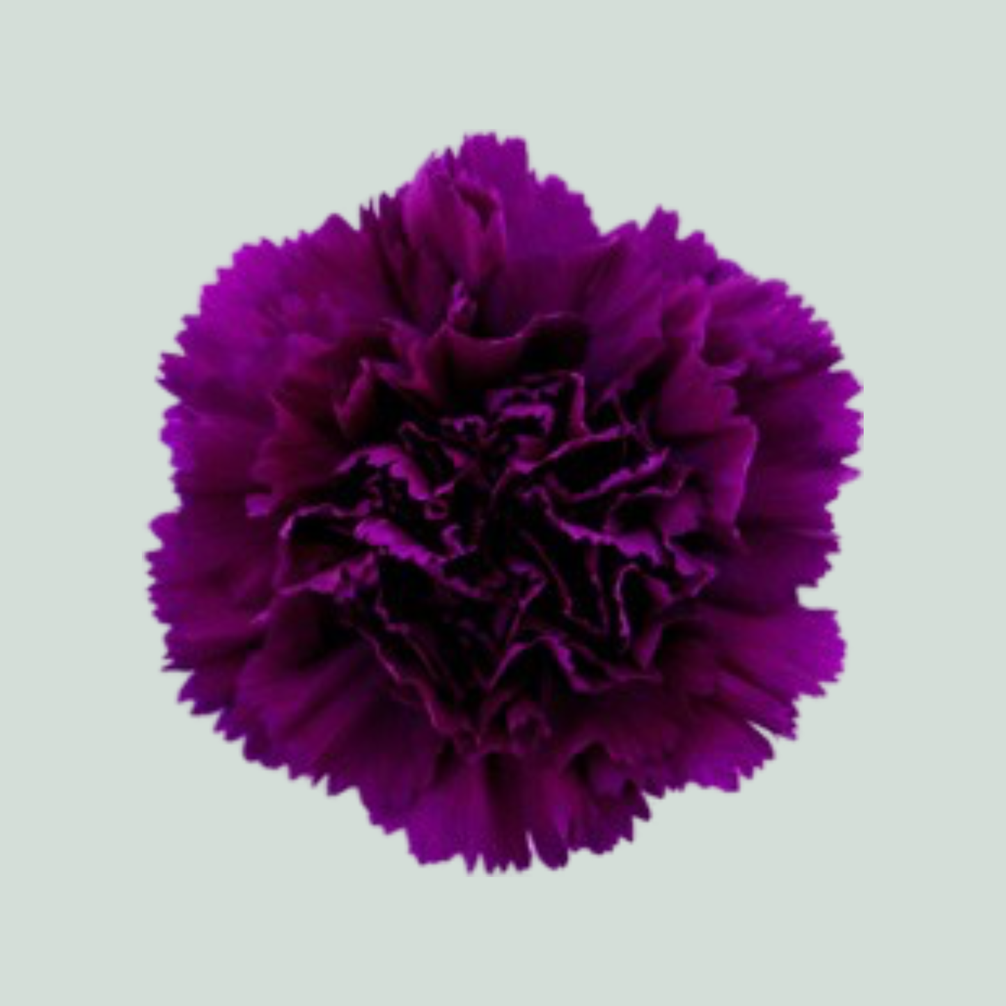 Carnation Standard Moontea (20 Stems)