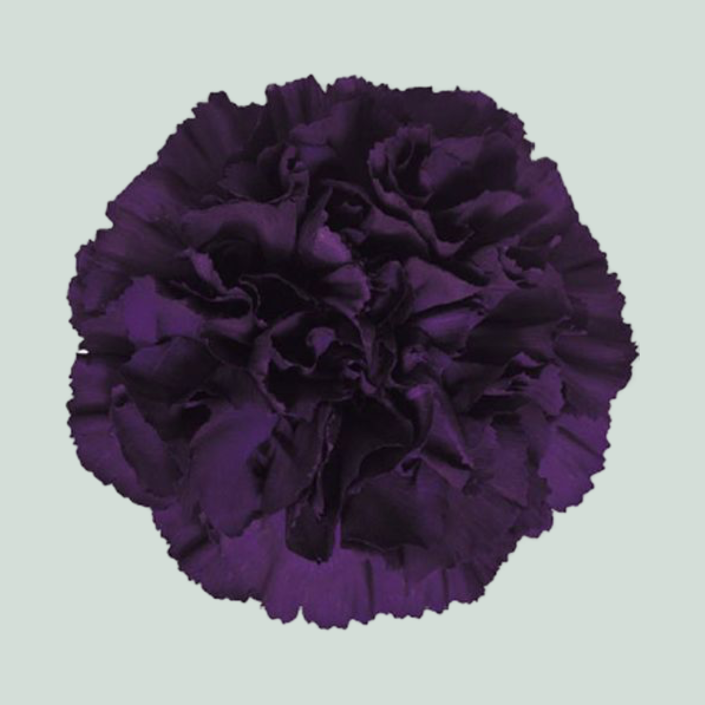 Carnation Standard Moonvista (20 Stems)