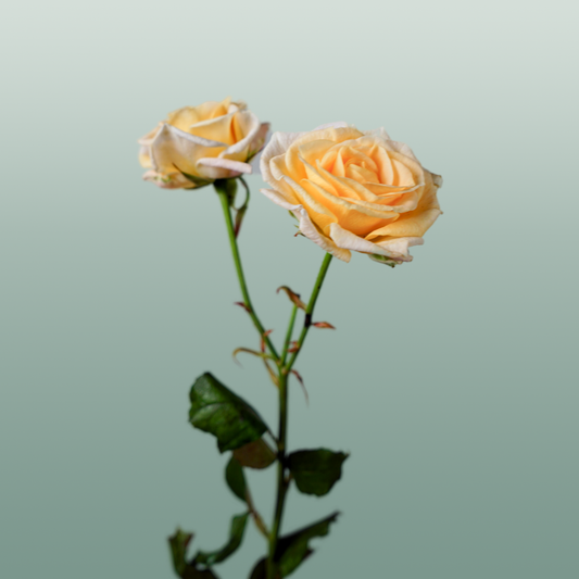 Spray Rose Morning Star