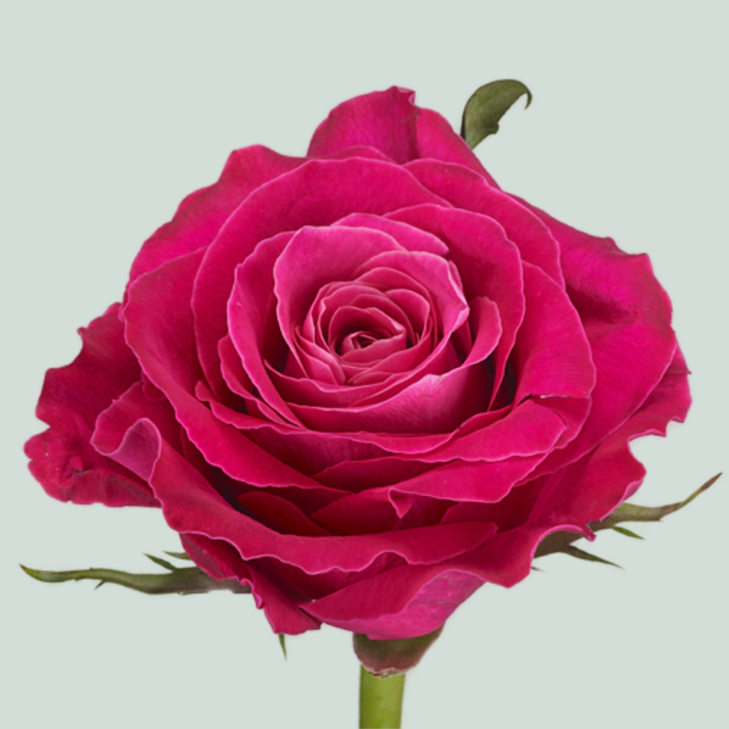Rose Movie Star (20 Stems)