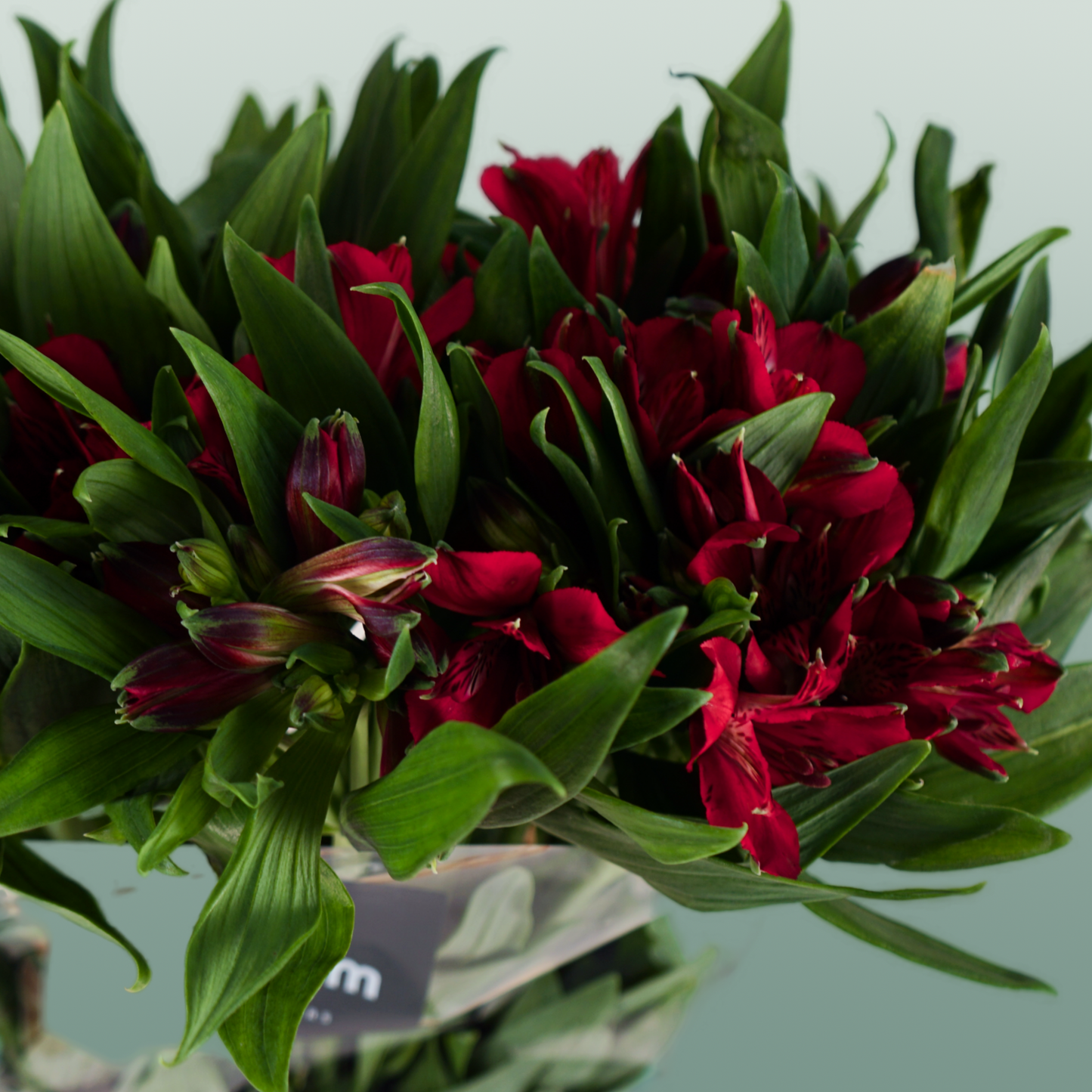 Alstroemeria Nadya (10 Stems)