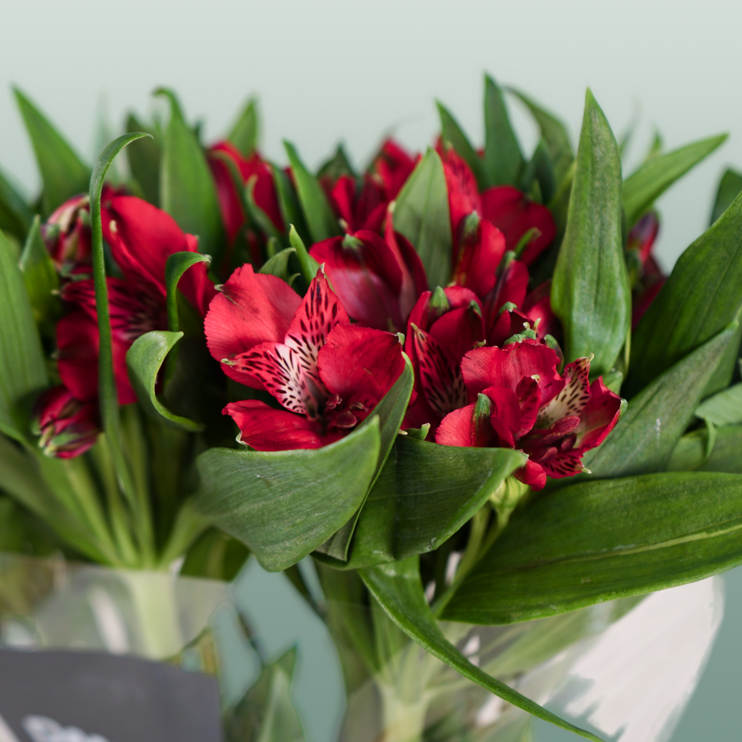 Alstroemeria Nadya (10 Stems)