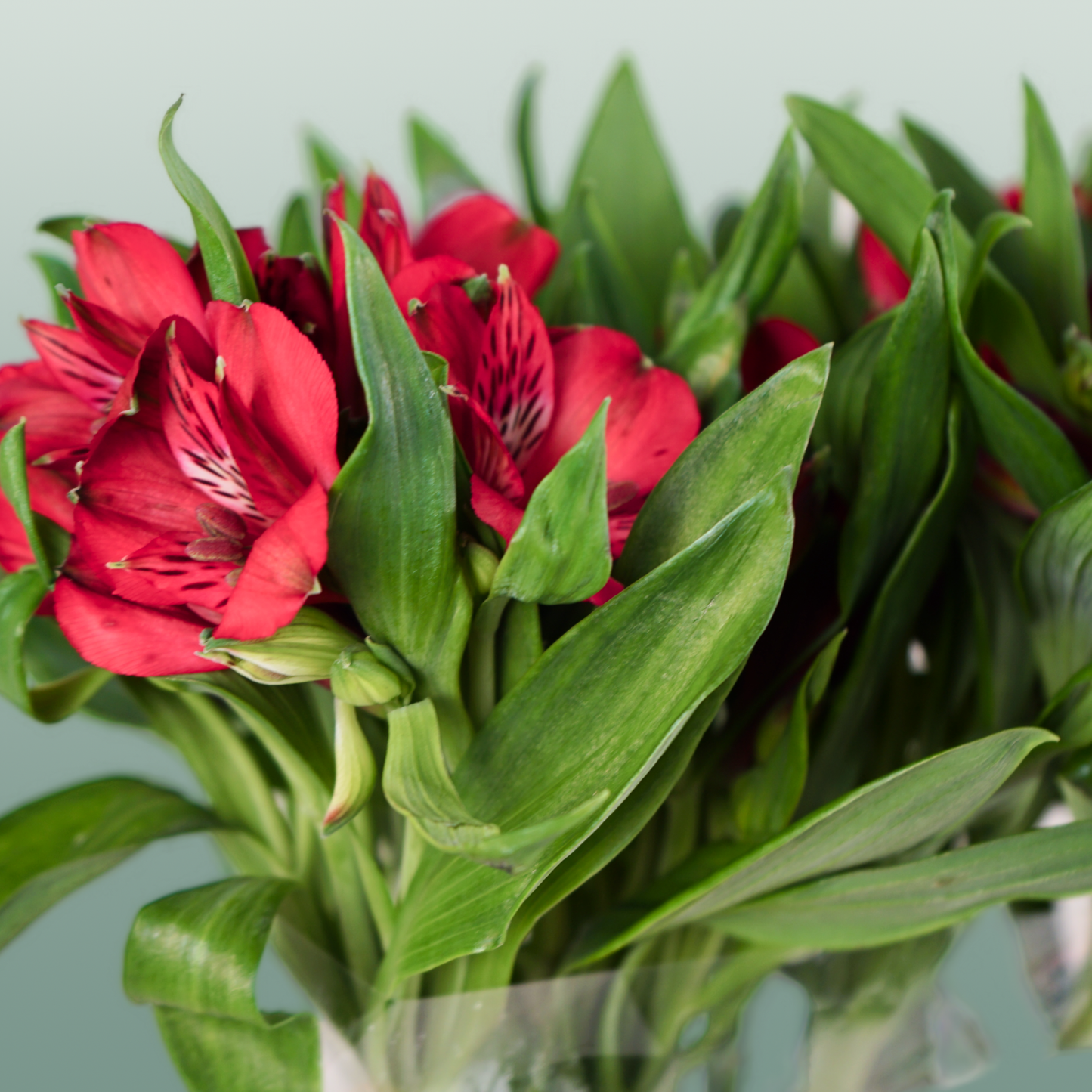 Alstroemeria Nadya (10 Stems)