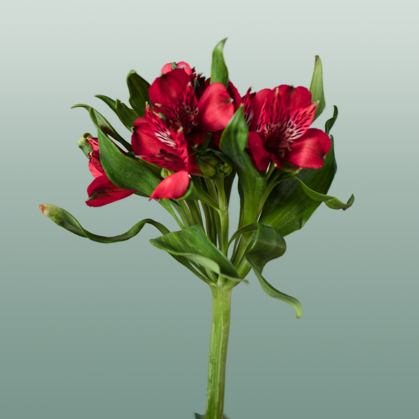 Alstroemeria Nadya (10 Stems)