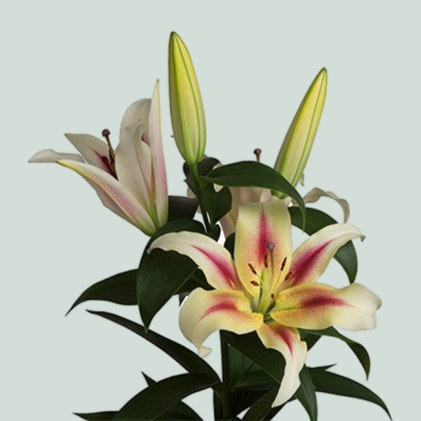Lily Oriental Nymph (10 Stems)