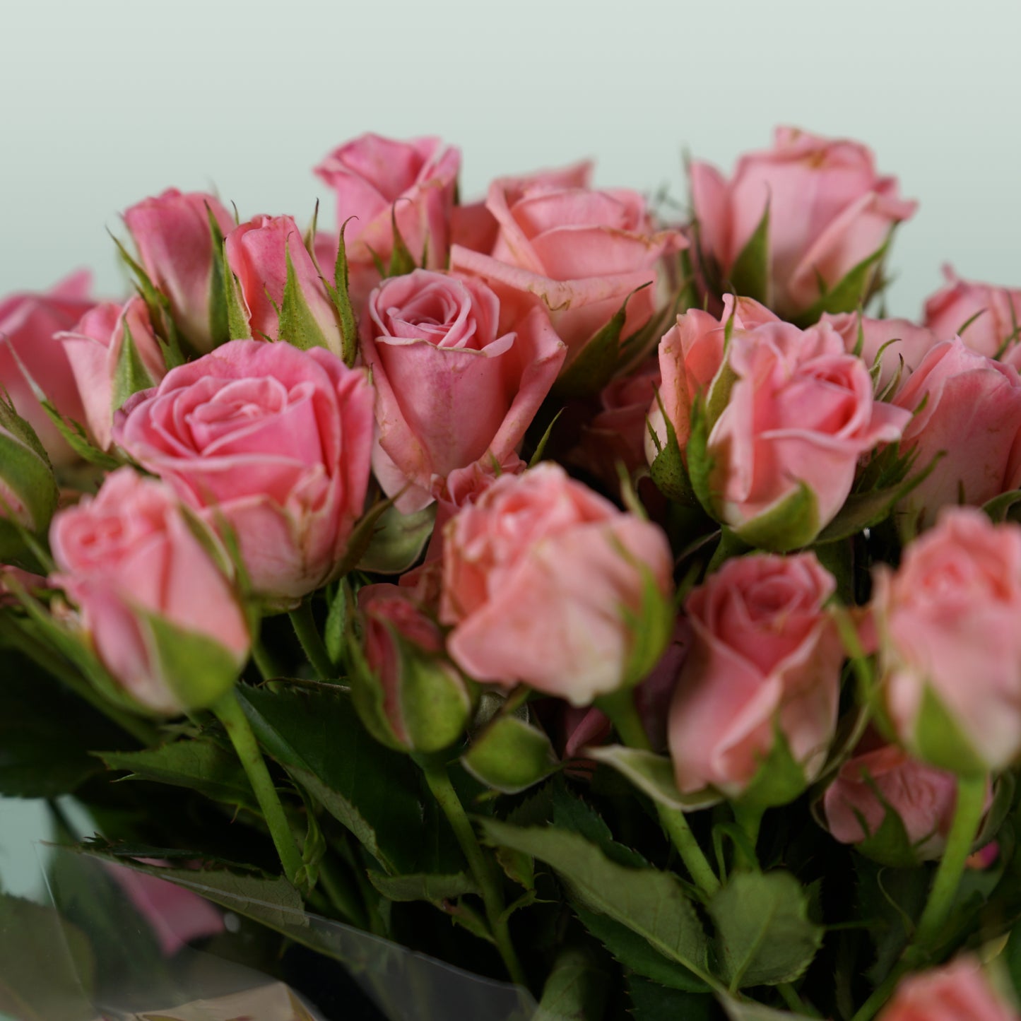Spray Rose Odilia (10 Stems)