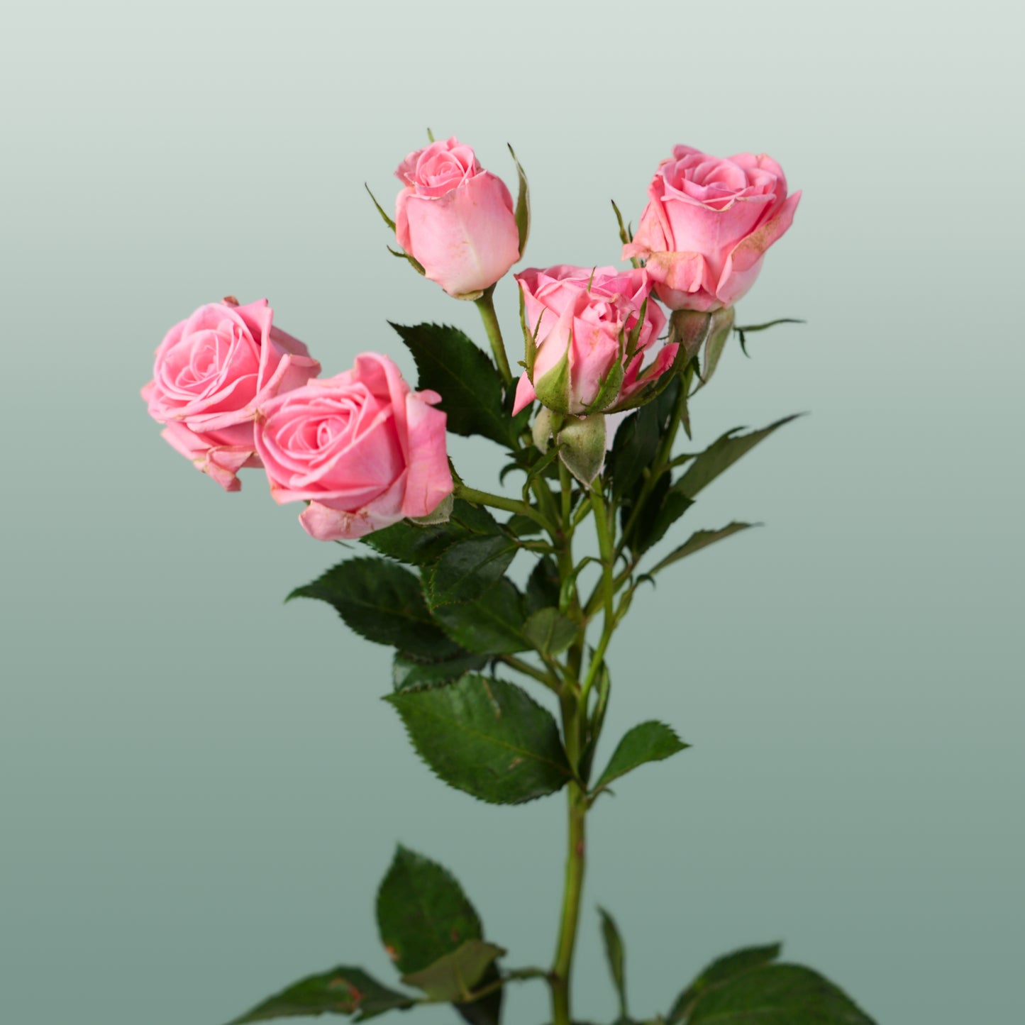 Spray Rose Odilia (10 Stems)