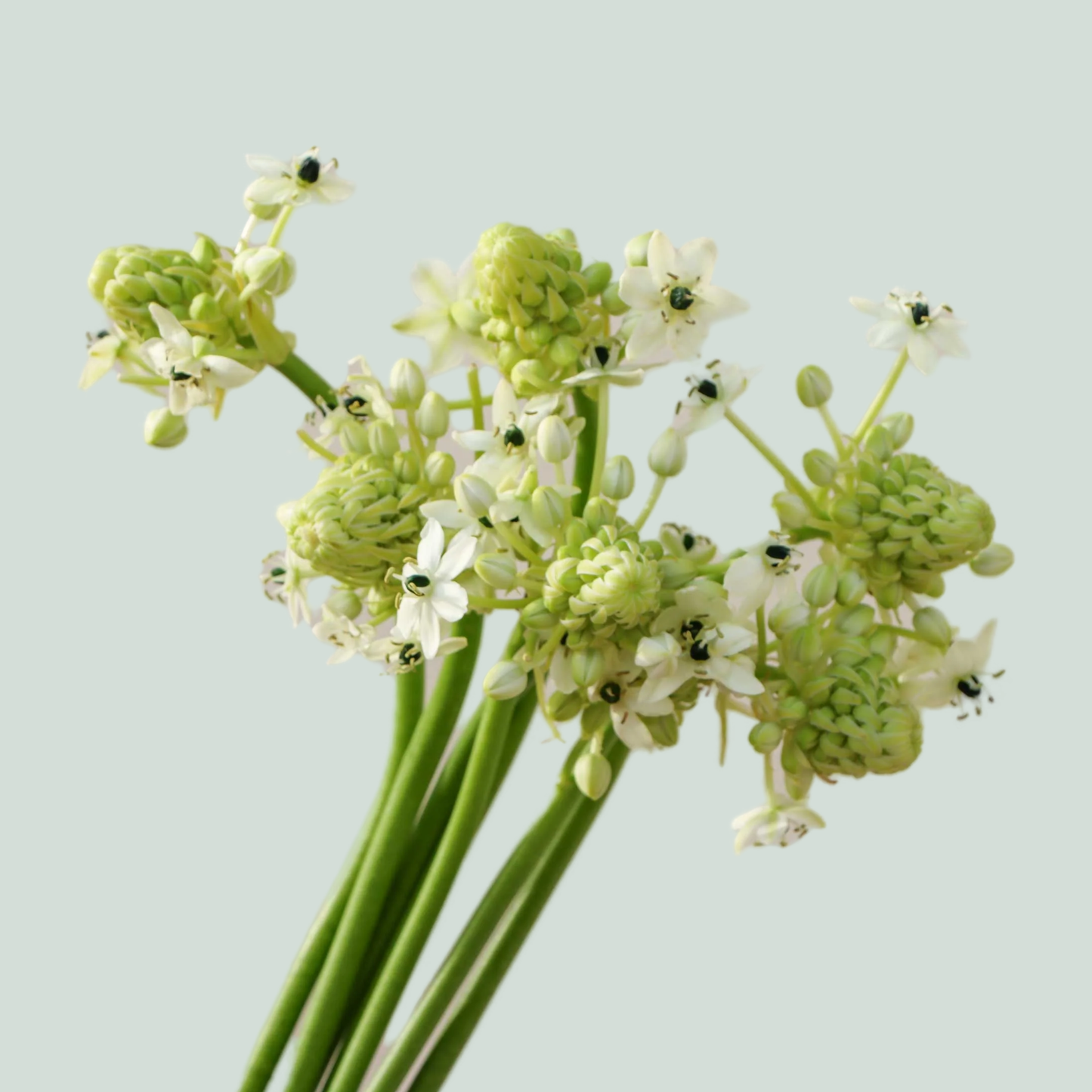 Ornithogalum Arabicum Saundersiae (50 Stems)