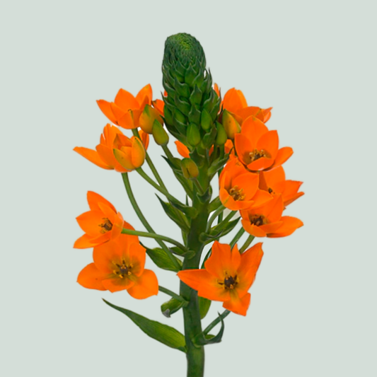 Ornithogalum Dubium Orange Sunshine (50 Stems)