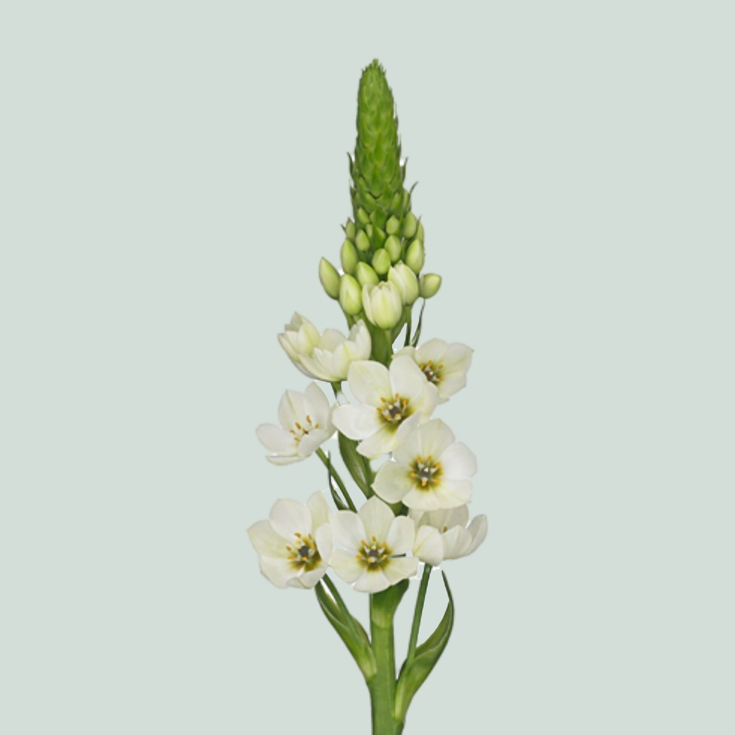Ornithogalum Milky Way (50 Stems)