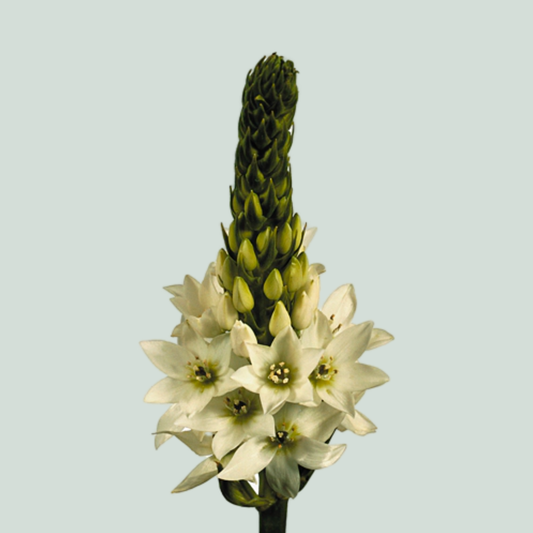 Ornithogalum Mount Fiji (50 Stems)