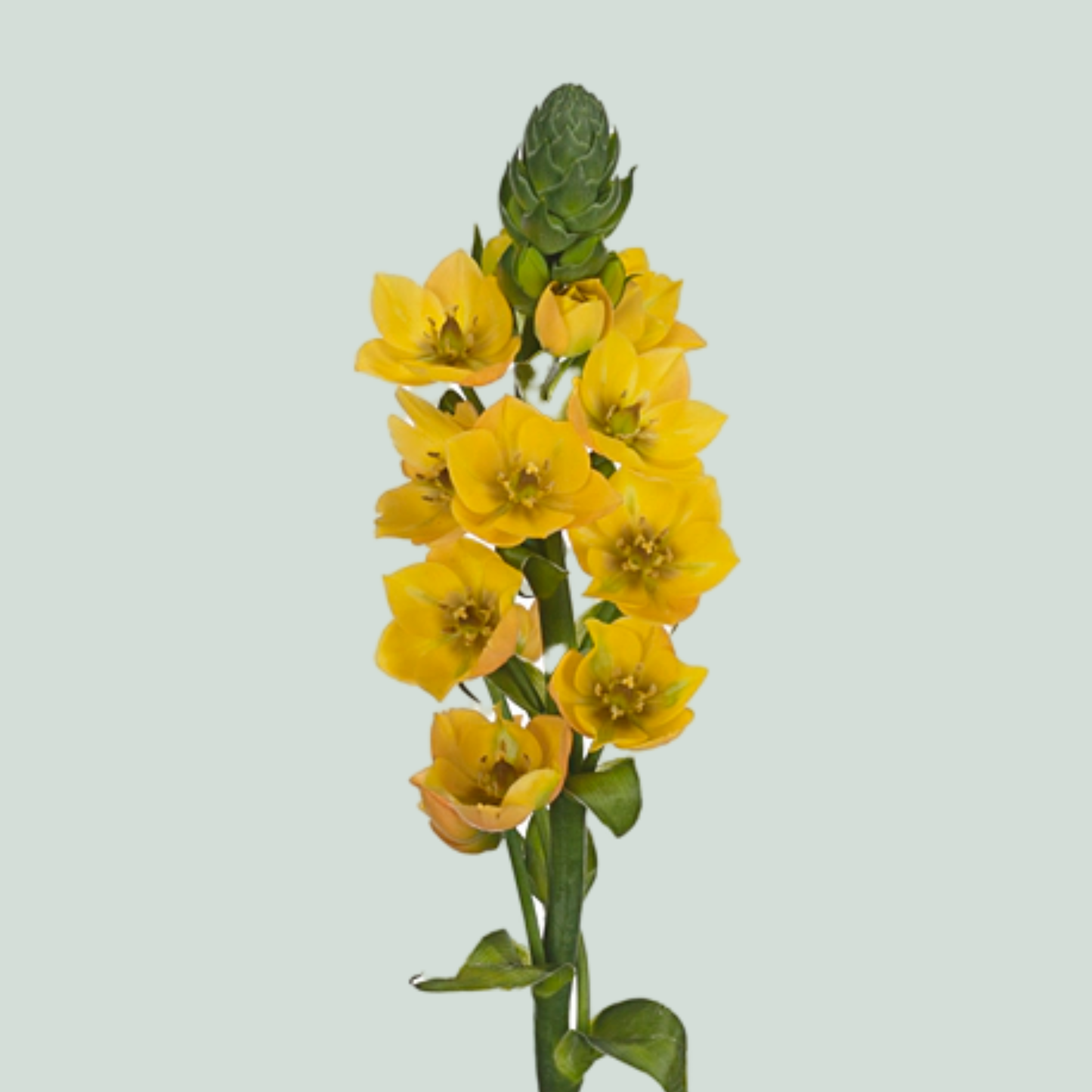 Ornithogalum Yellow Asa (50 Stems)