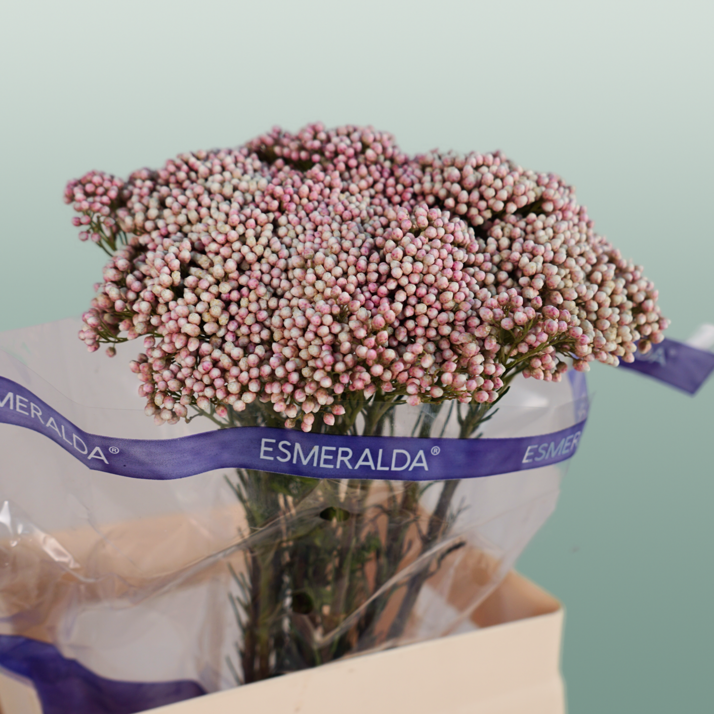 Ozothamnus Victoria Pink