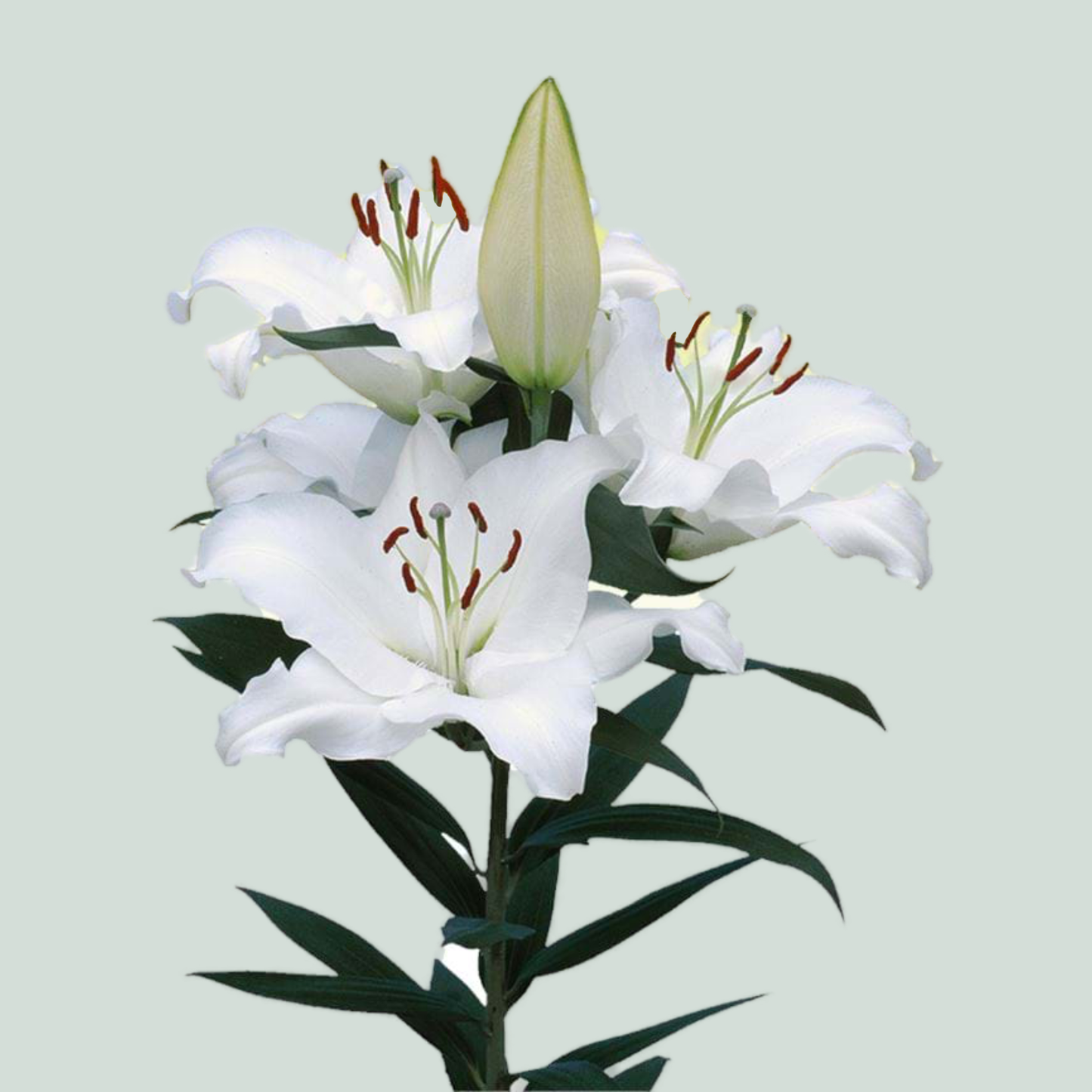 Lily Pacific Ocean (OR) (10 Stems)