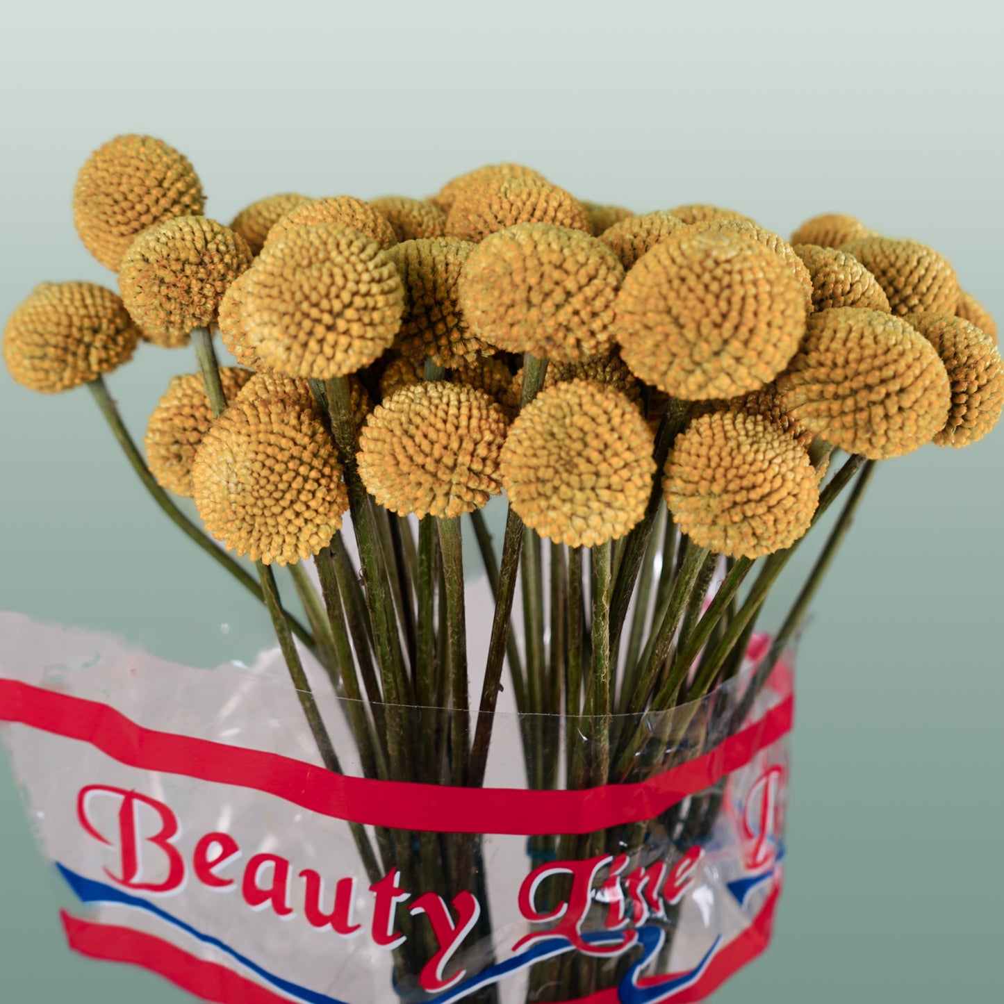 Craspedia Paintball Pop (50 Stems