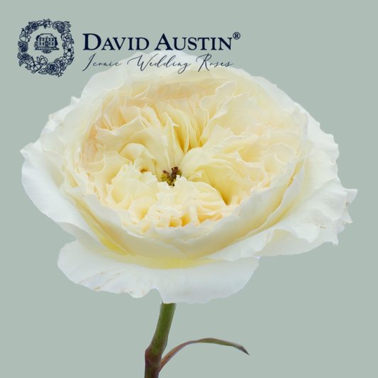David Austin Patience Rose (24 Stems)