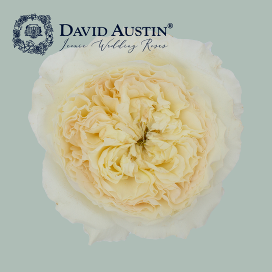 David Austin Patience Rose (24 Stems)