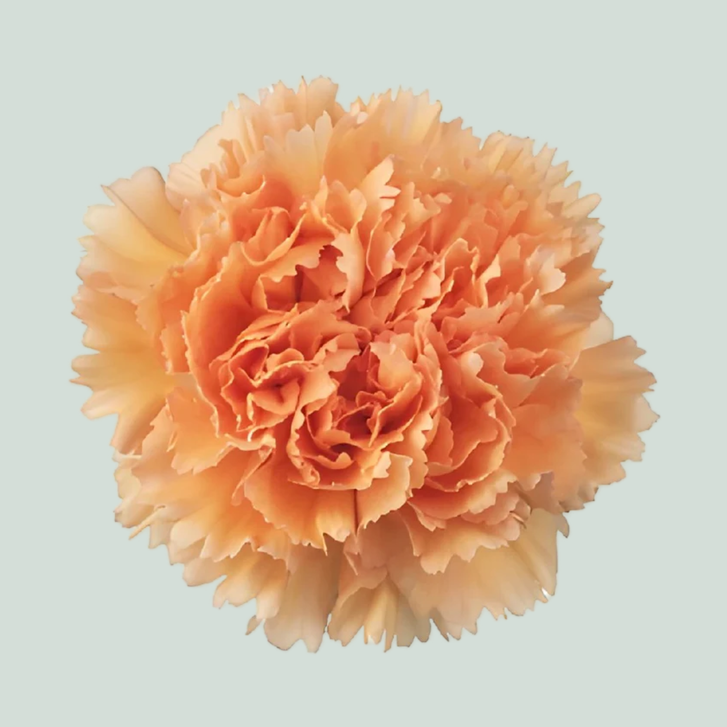 Carnation Standard Peach Mambo (20 Stems)
