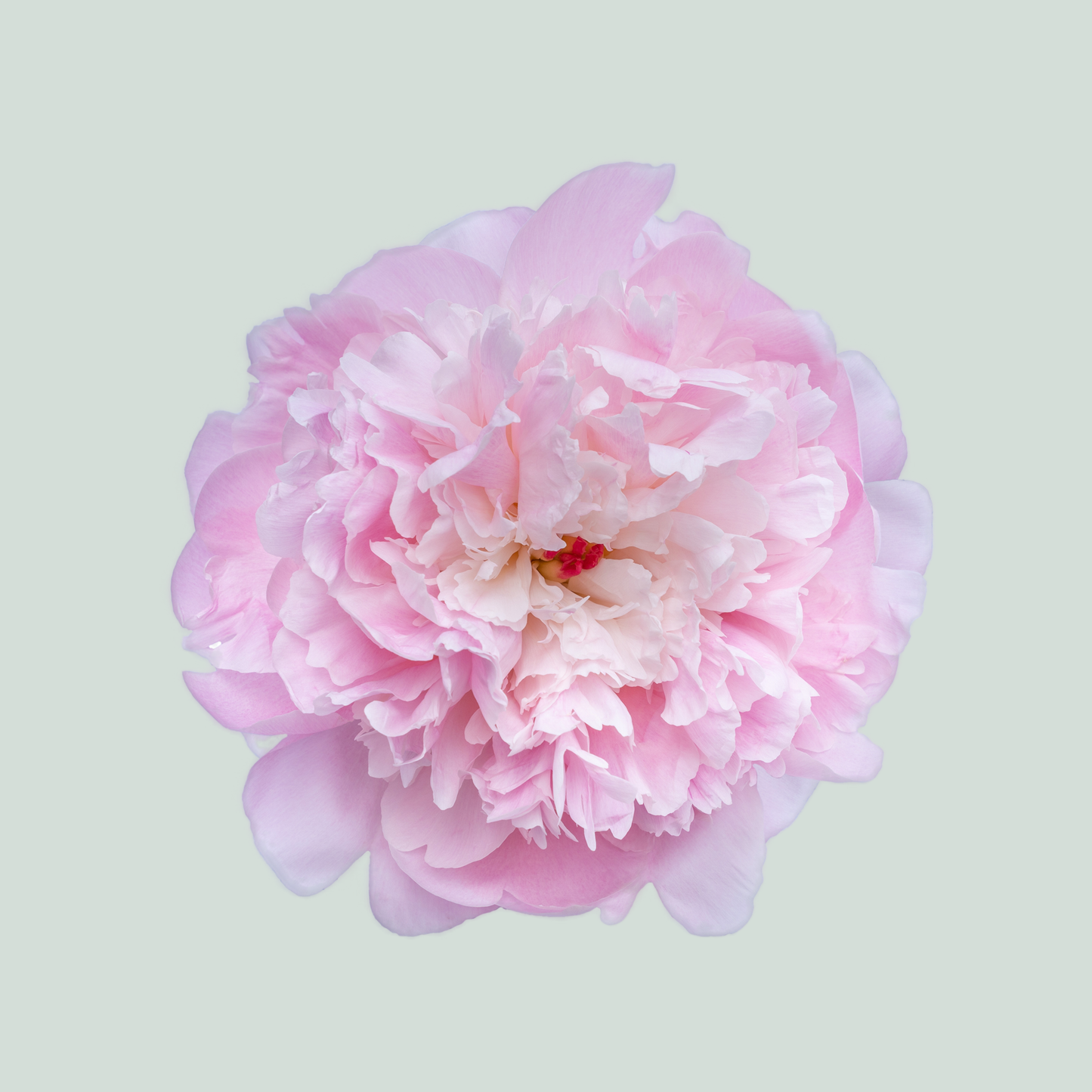 Peony Alertie (10 Stems)