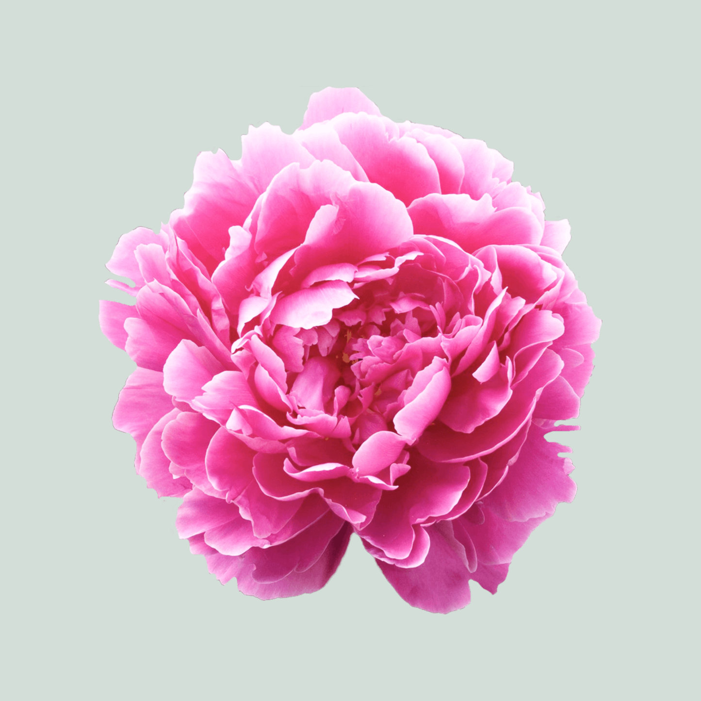 Peony Dr Alexander Fleming (10 Stems)