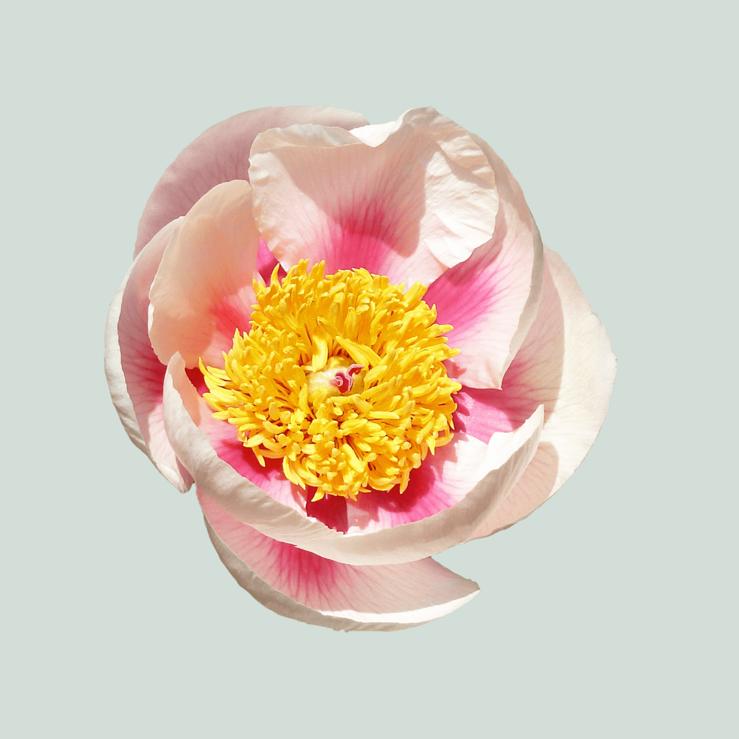 Peony Athena (10 Stems)