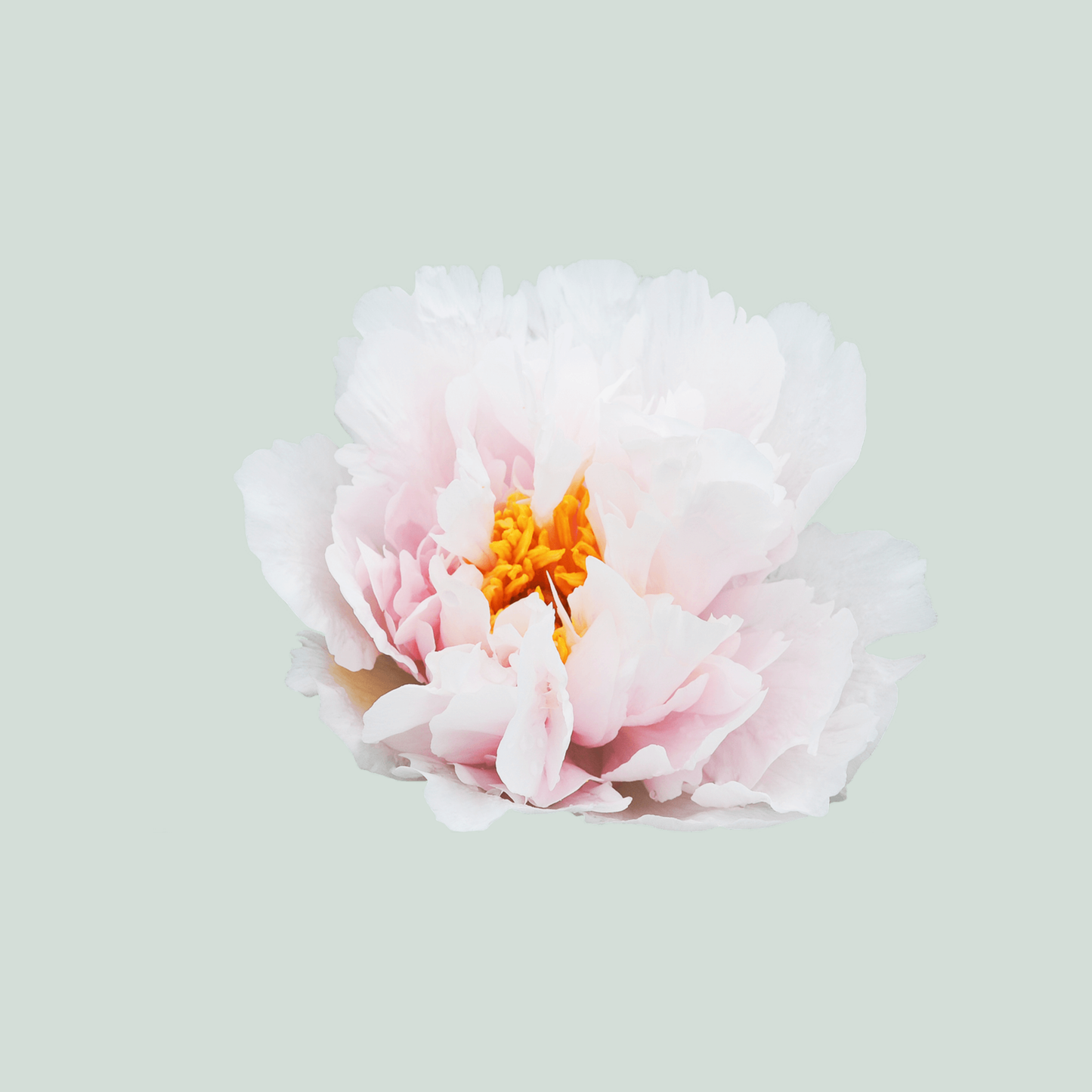 Peony Blushing Princess (10 Stems)