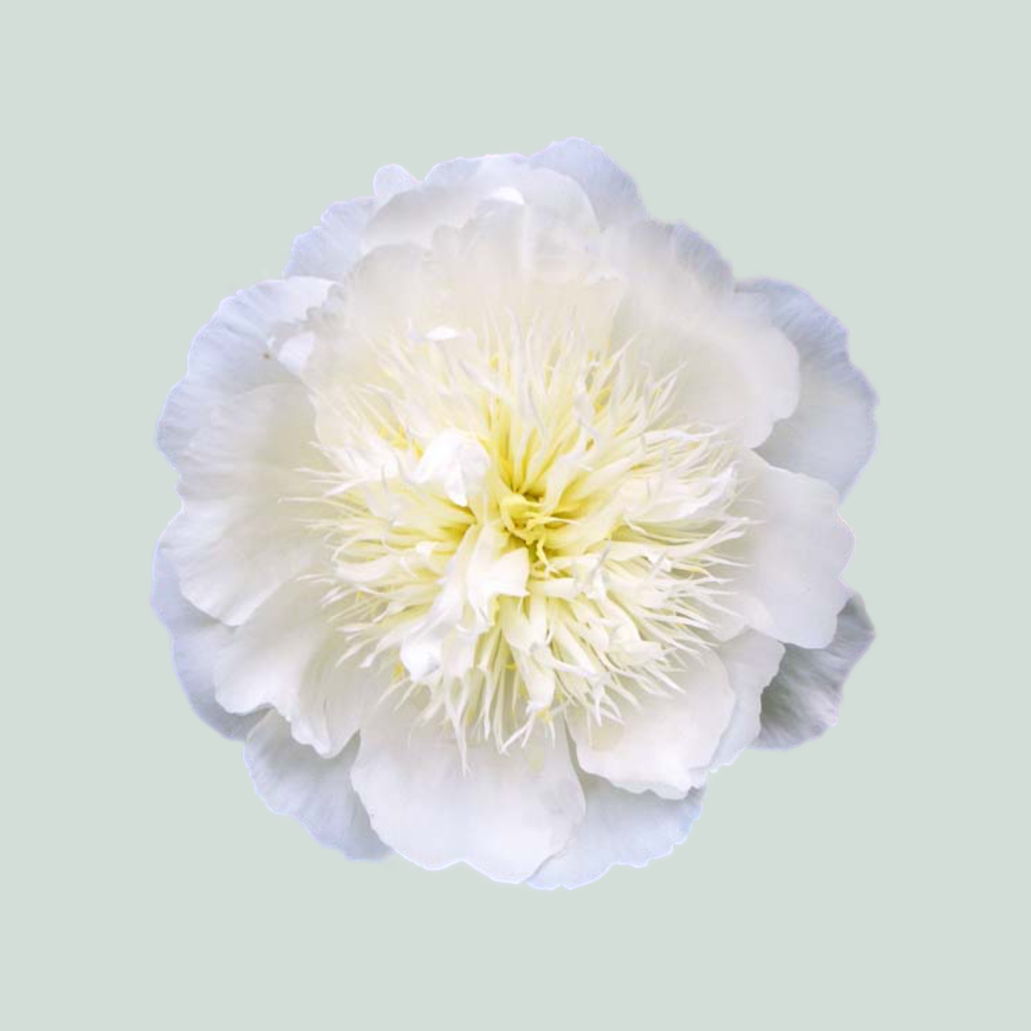 Peony Bowl Of Cream (10 Stems)