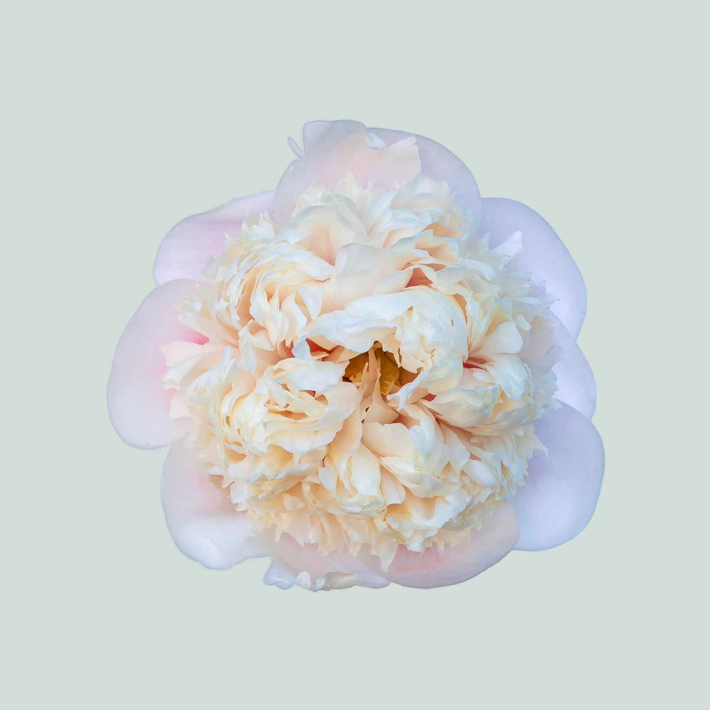 Peony Claire De Lune (10 Stems)