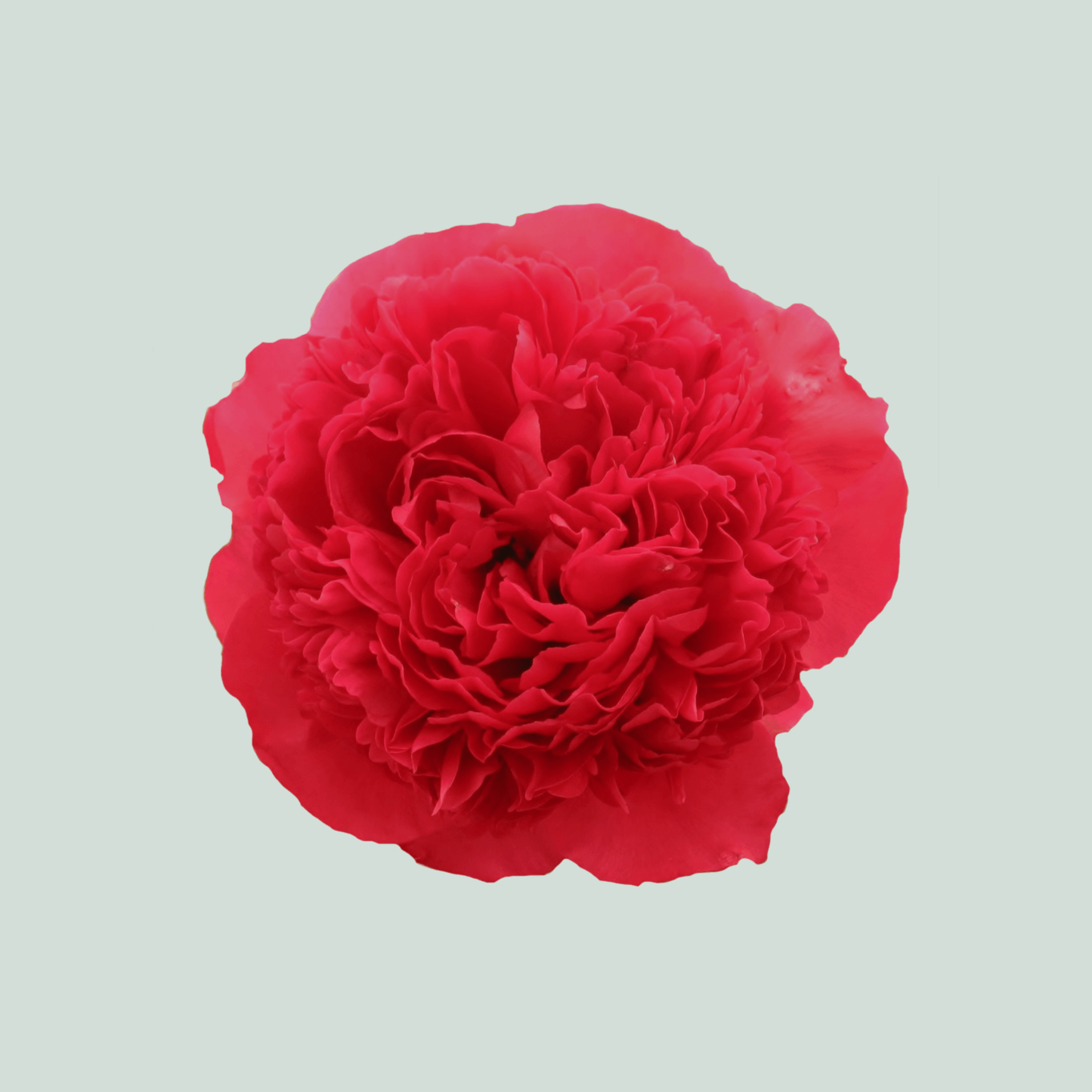 Peony Command Performance (10 Stems)