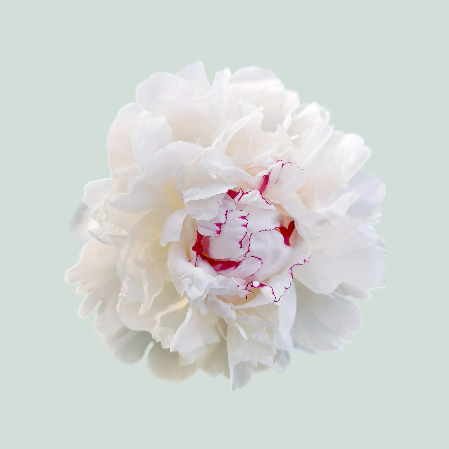 Peony Festiva Maxima (10 Stems)