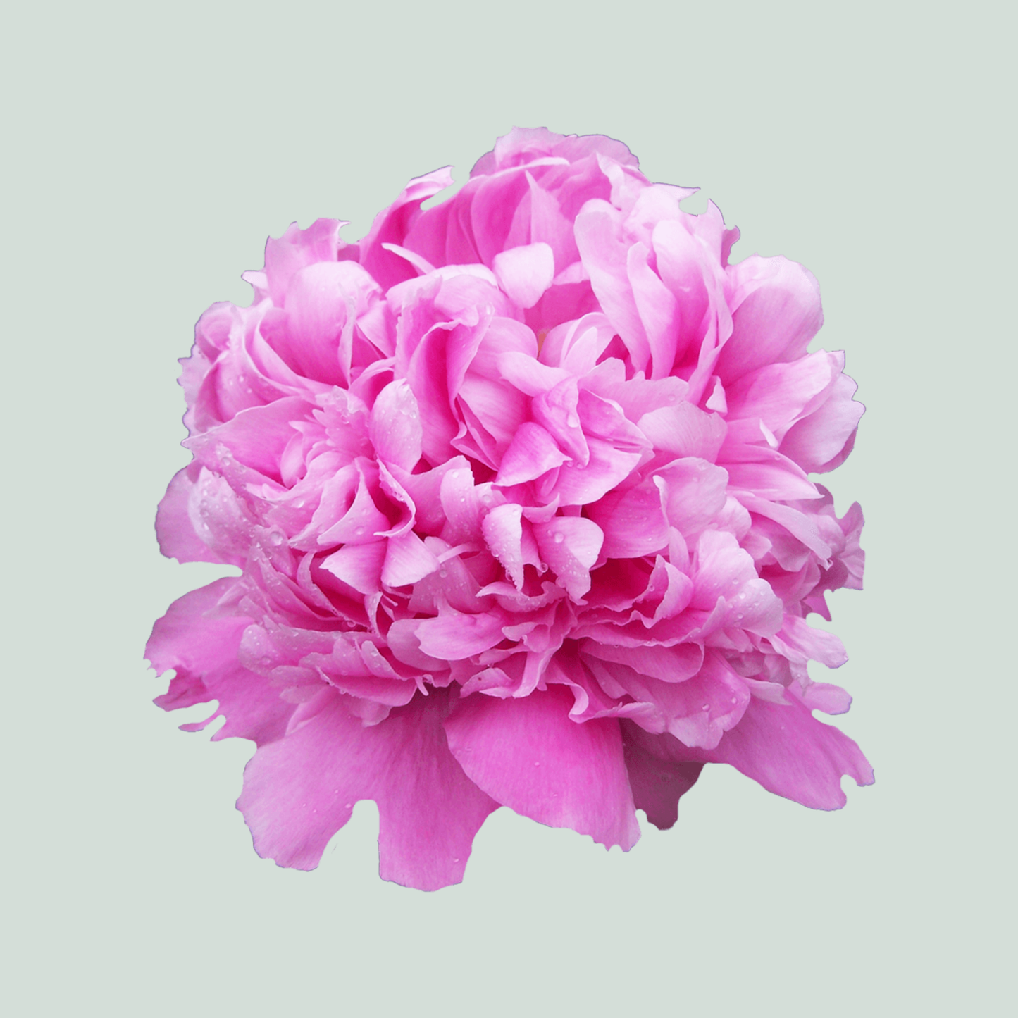 Peony Monsieur Jules Elie (10 Stems)
