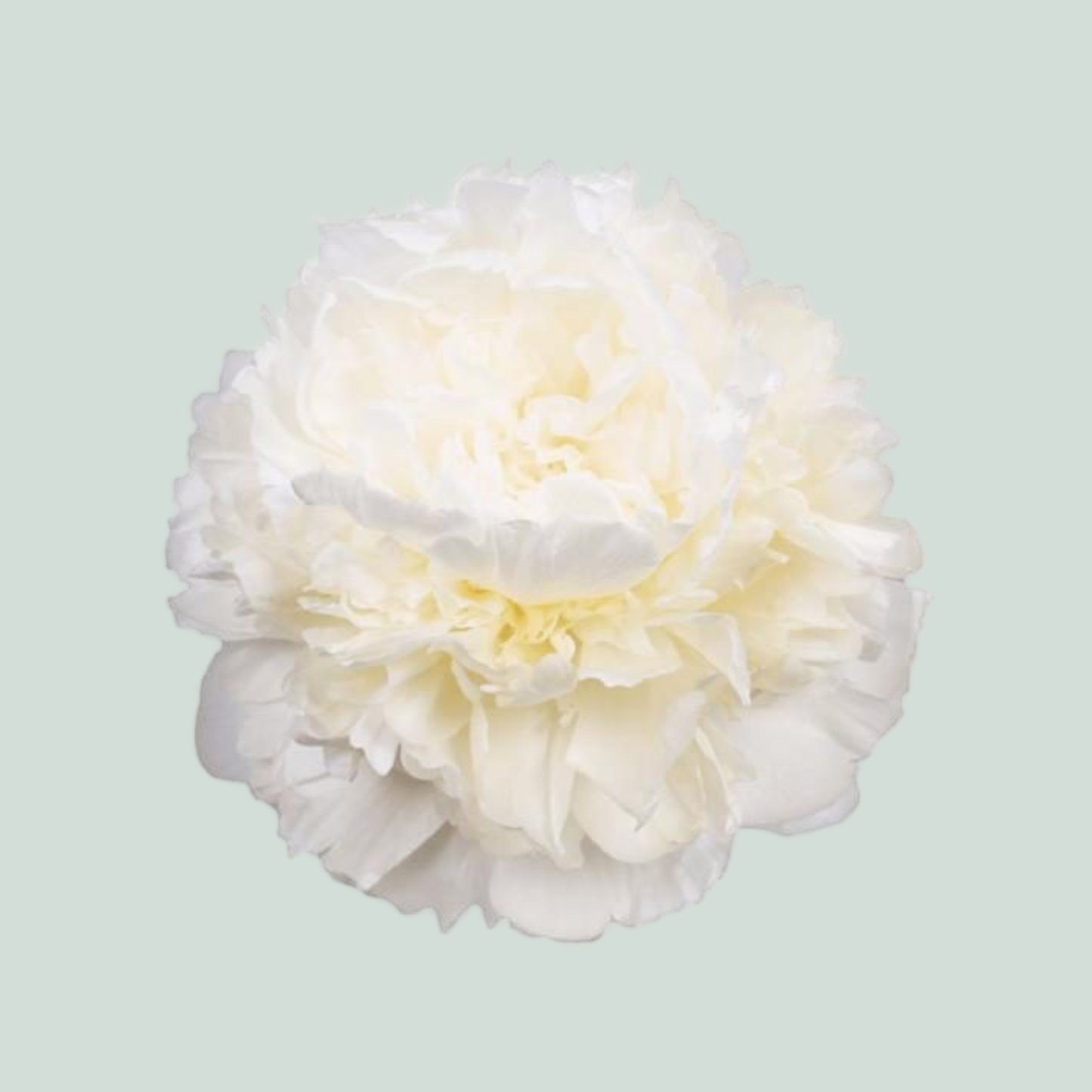 Peony Moon Over Barrington (10 Stems)