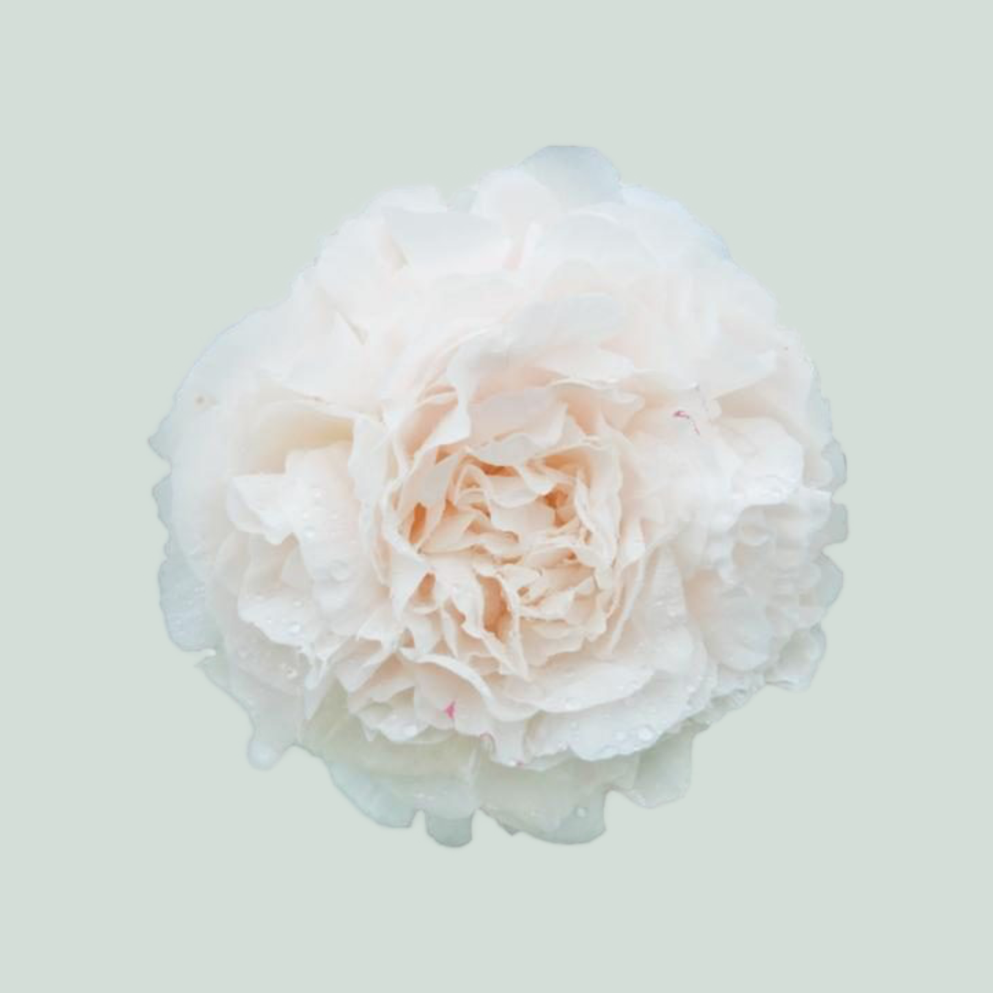 Peony Mothers Choice (10 Stems)