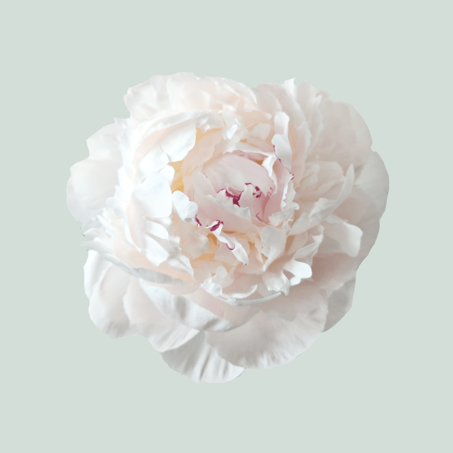 Peony Odile (10 Stems)