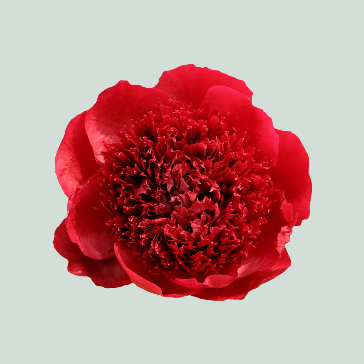 Peony Red Charm (10 Stems)