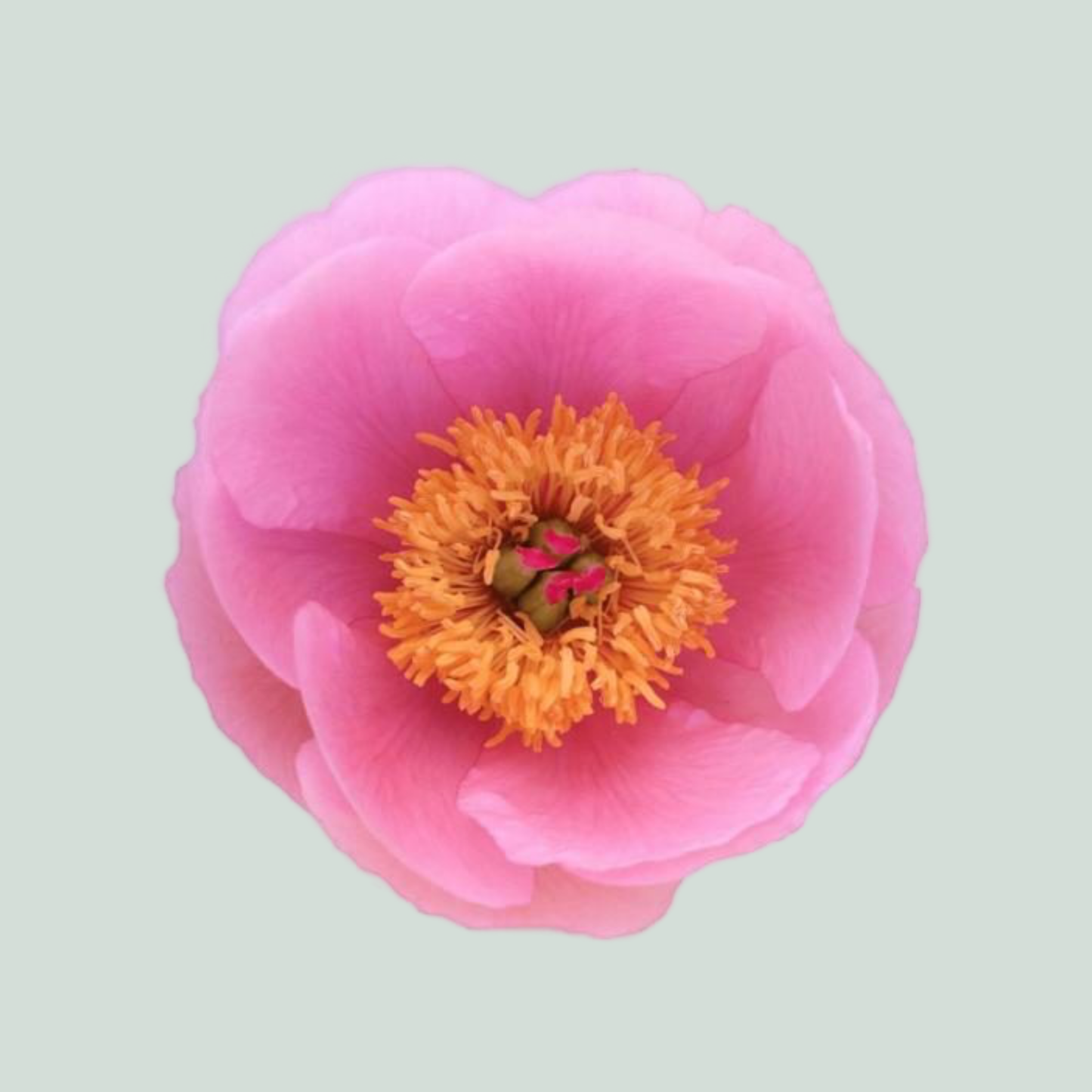 Peony Soft Salmon Saucer (10 Stems)