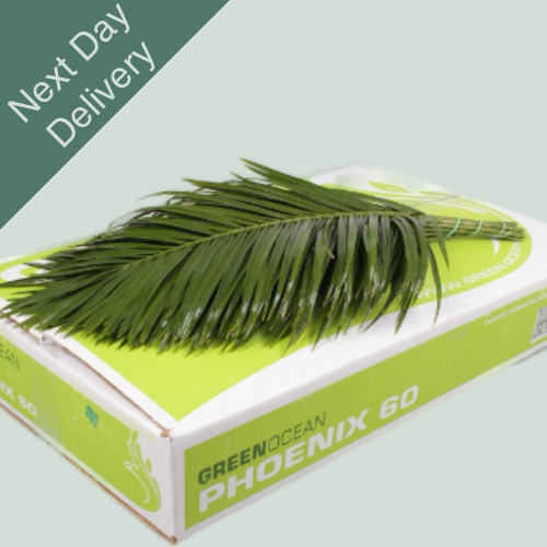 Dec Phoenix Palm - 5 Bunches (Next Day)