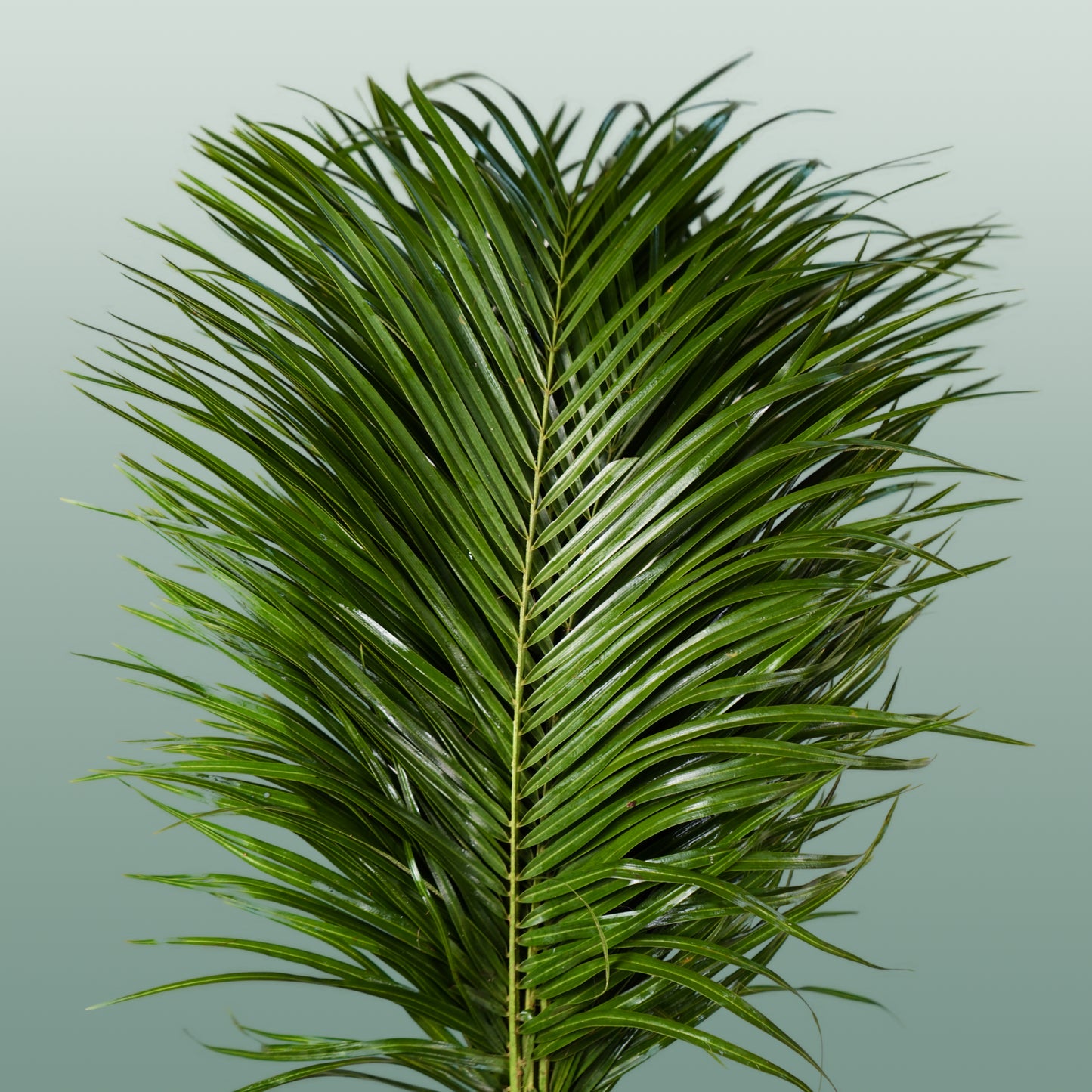 Dec Phoenix Palm (5 Bunches)