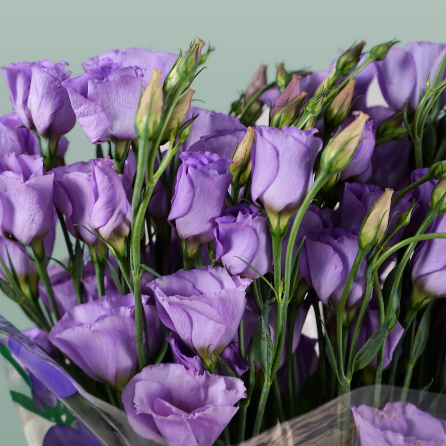 Lisianthus Piccolo Lavender (10 Stems)