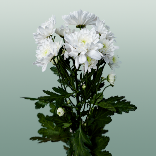 Chrysanthemum Spray Pina Colada White
